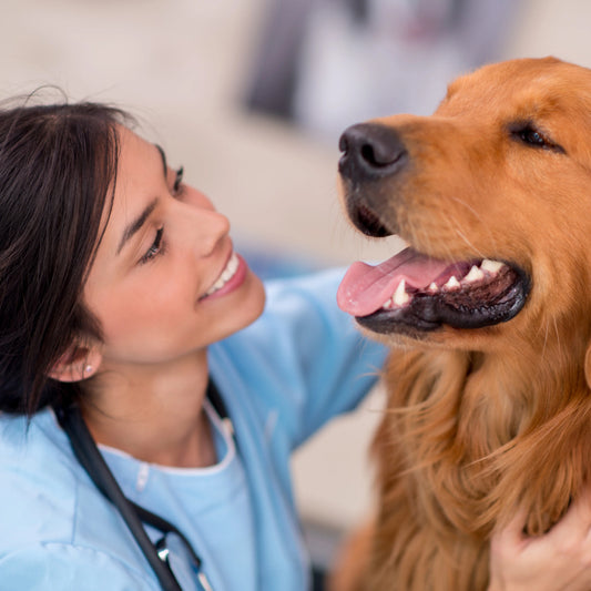 Consulta Veterinaria General